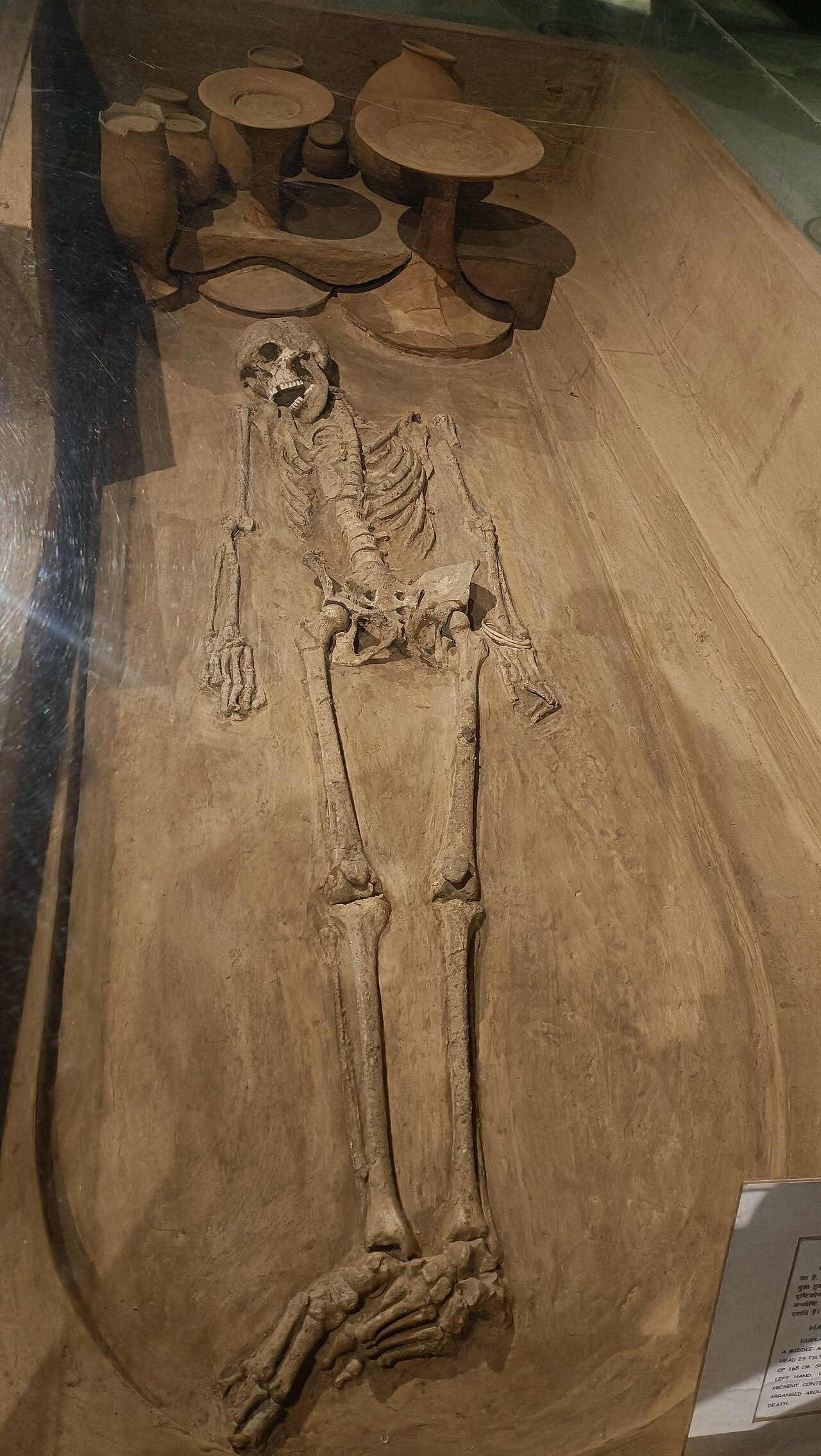 An excavated Harappan skeleton laid out full length in a grave with several pottery vessels placed near the head, displayed in a museum case