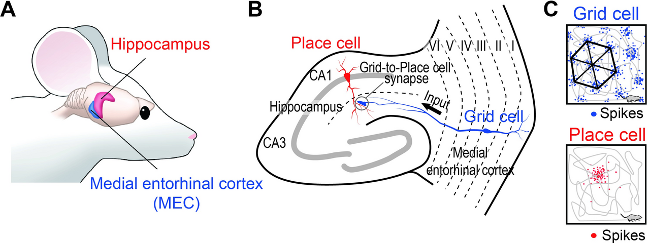 Diagram of place cells in the hippocampus and grid cells in the medial entorhinal cortex of the rodent brain, with their firing patterns.