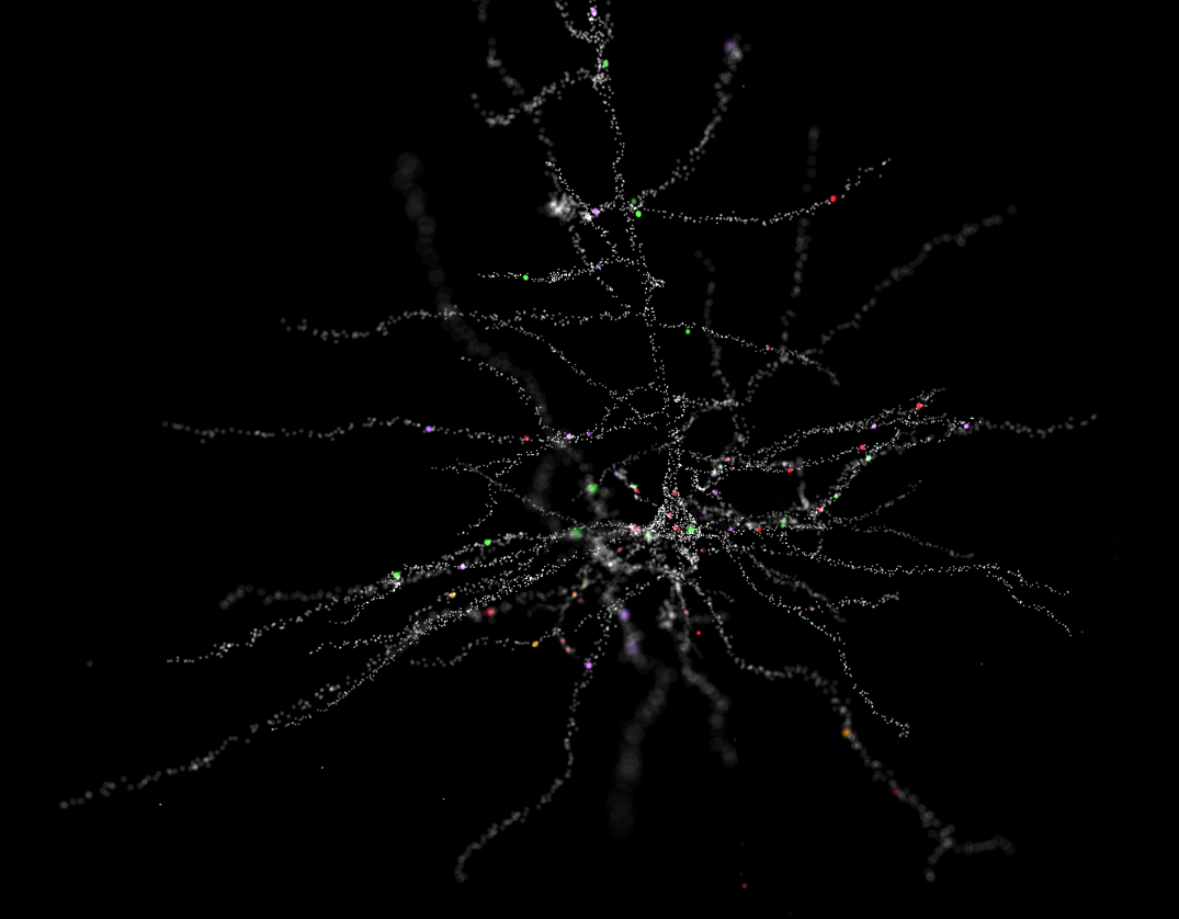 A single reconstructed layer-5 pyramidal neuron, its branching dendrites studded with colored points marking synapses, on a black background.