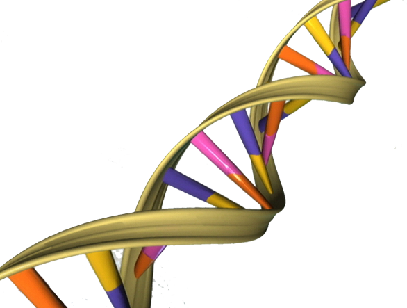 Illustration of the DNA double helix.