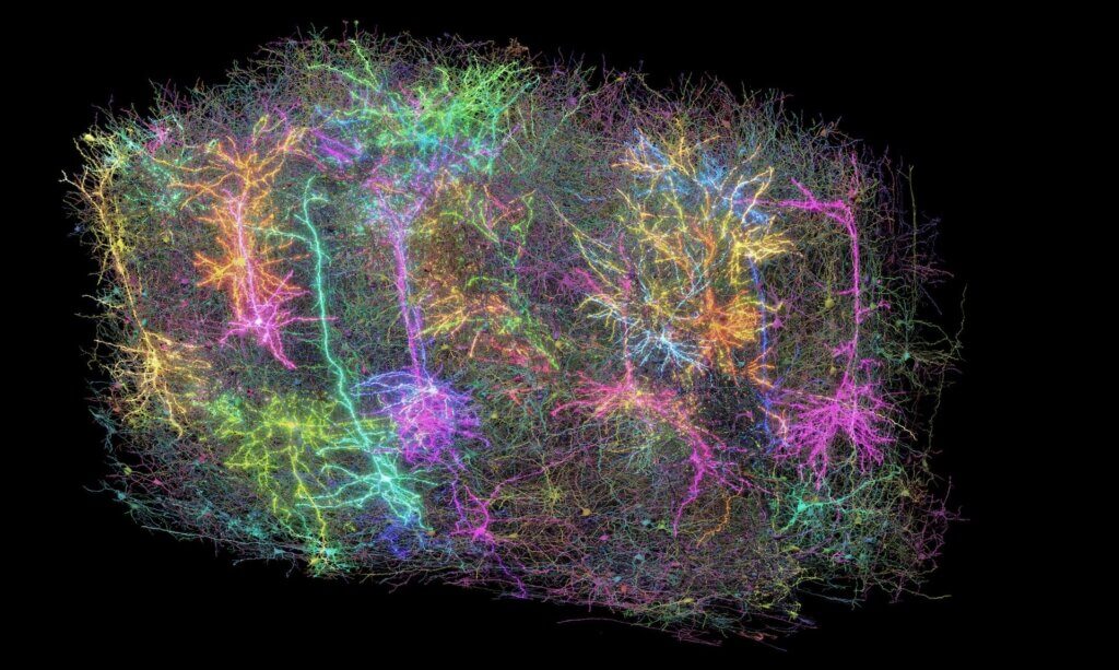 A colourful rendering of reconstructed neurons from the MICrONS mouse visual cortex dataset.