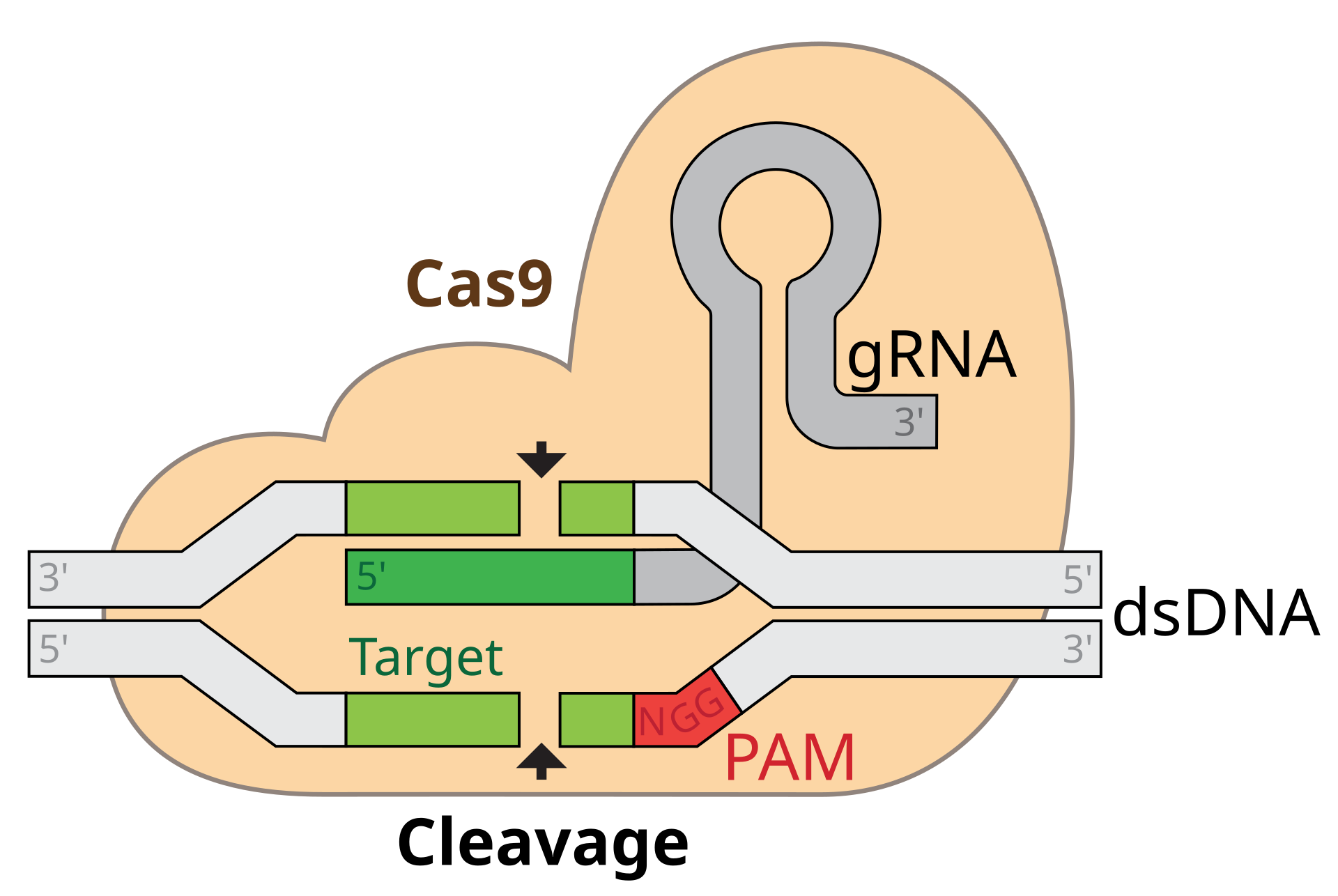 Schematic of the CRISPR-Cas9 system: the Cas9 protein guided by a strand of guide RNA to a matching target sequence in the DNA double helix.