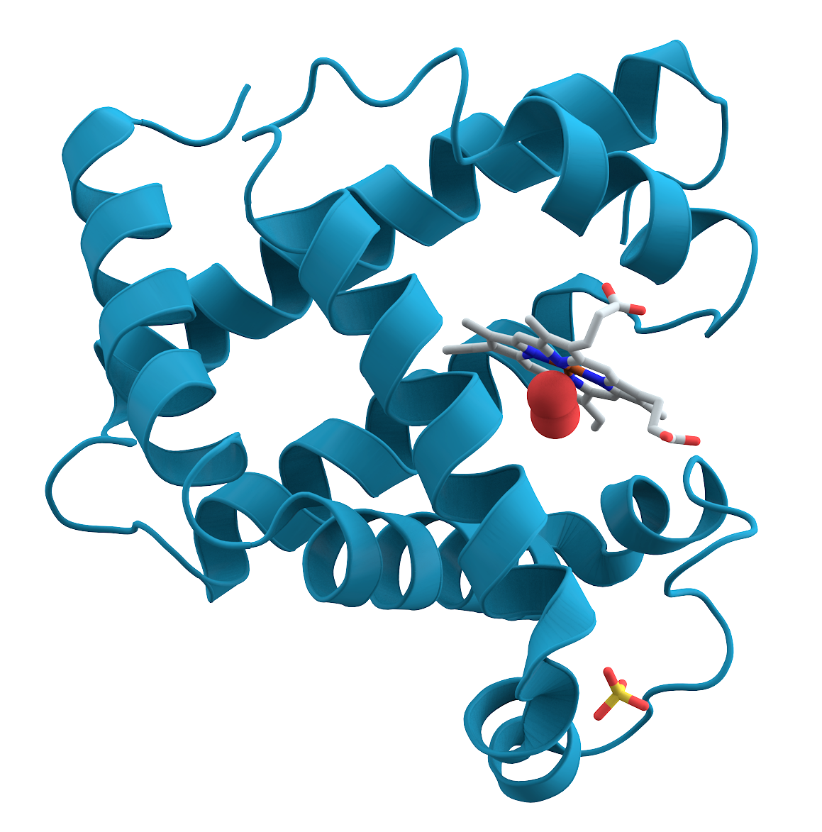 A ribbon diagram of the protein myoglobin, showing coiled alpha-helices folding around a central heme group.