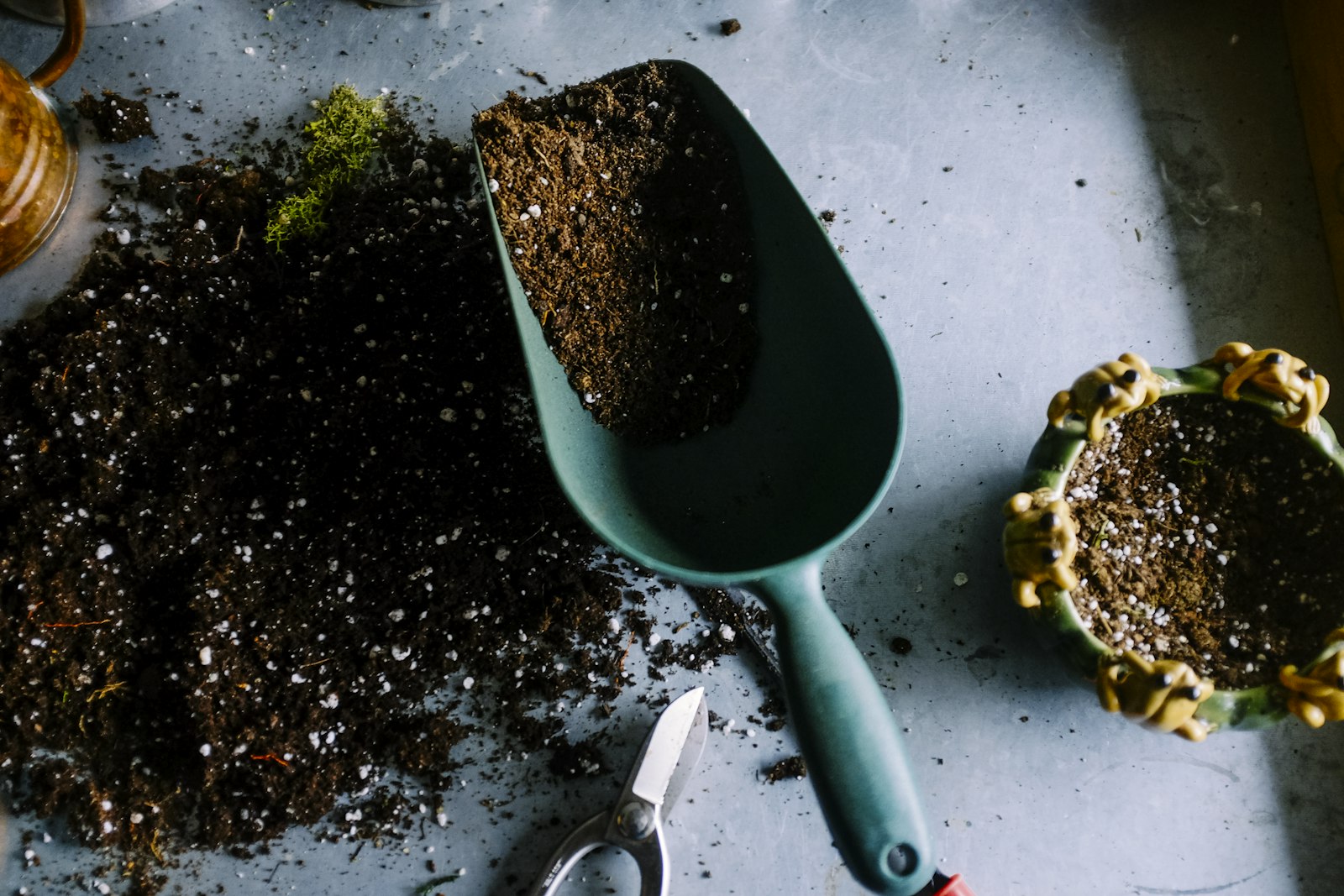 A small green seedling in dark soil, a hand-scoop resting beside it